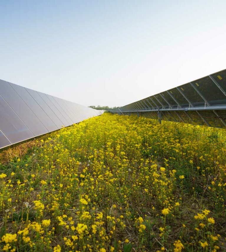 Solar power panels in a field of yellow wildflowers